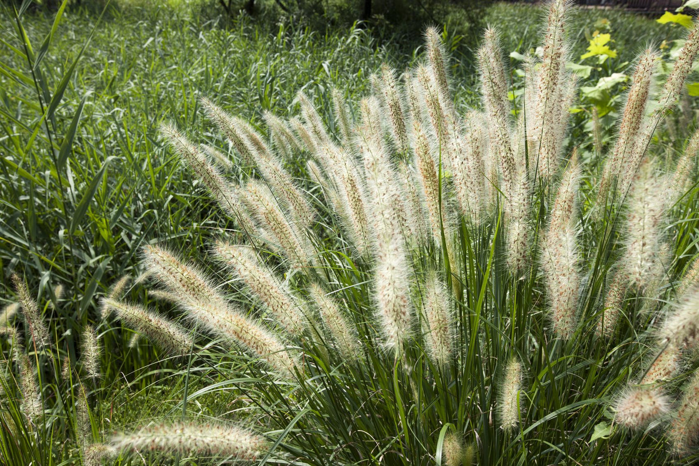 Can Hedge Trimmers Cut Through Fountain Grasses?